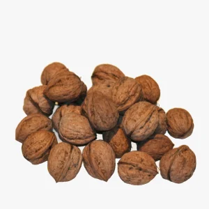 Walnut
